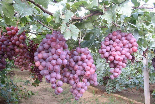 红提葡萄及丰产状况
